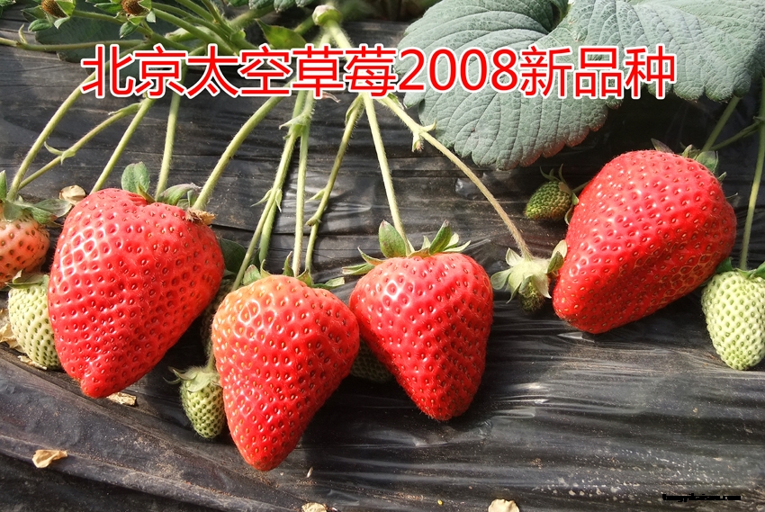 草莓1.png