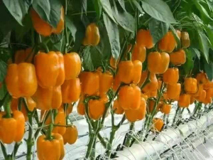 绿色生态果蔬