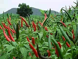 绿色生态果蔬